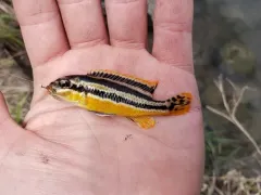 Golden Mbuna thumbnail 2
