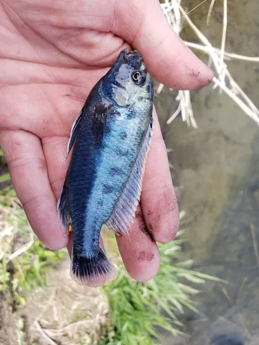 Parallelus Cichlid