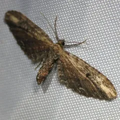 Eupithecia subapicata thumbnail 2