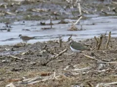 Northern Lapwing thumbnail 2