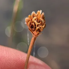 Bog Yellow-eyed Grass thumbnail 3