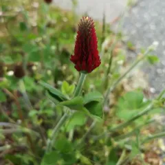 crimson clover thumbnail 3