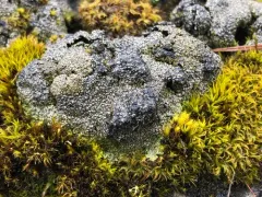 Earth Lichen thumbnail 2