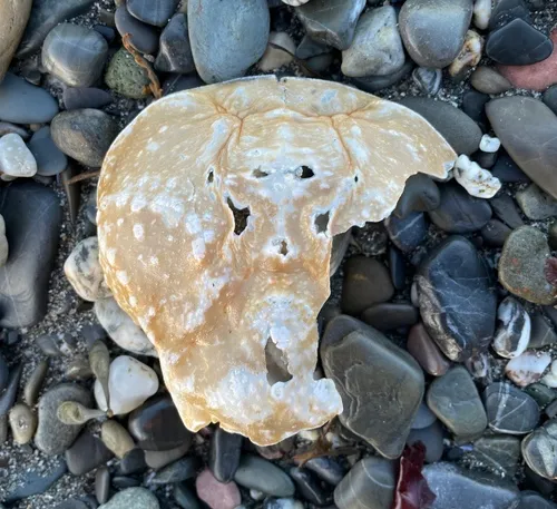 Snow Crab
