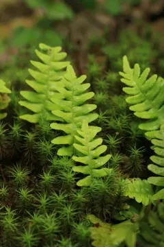 rock polypody thumbnail 3