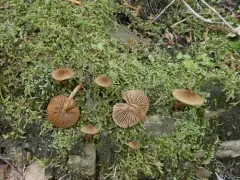 woolly fibrecap thumbnail 1