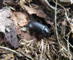 Forest Darkling Beetle thumbnail 2