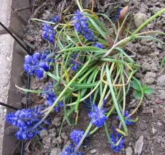 Grape hyacinth thumbnail 3
