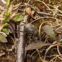 Three-lined Hoplia thumbnail 2