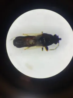 Metopoplax ditomoides thumbnail 2