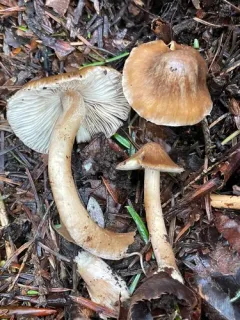 bulbous fibrecap thumbnail 3