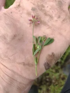 Notchleaf Clover thumbnail 3