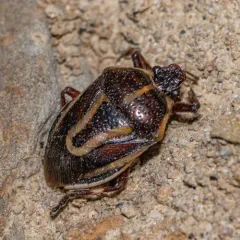 Perillus circumcinctus thumbnail 3