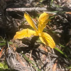 Del Norte County iris thumbnail 4