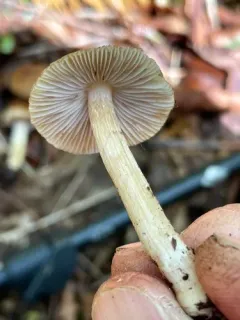 Inocybe oetziana thumbnail 1