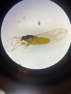 Heterotrioza chenopodii thumbnail 2