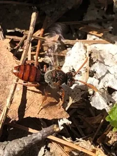 True Cuckoo Nomad Bee thumbnail 2