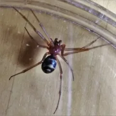 False Black Widow thumbnail 2