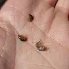 Gammarus fasciatus thumbnail 4