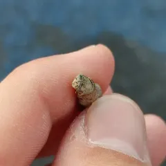 Pea Weevil thumbnail 4
