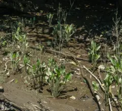 European Water-plantain thumbnail 3