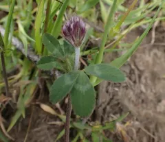 Branched Clover thumbnail 3