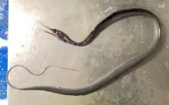Polygon-spotted snipe eel thumbnail 2