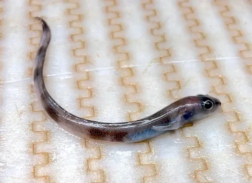 Wolf Eelpout