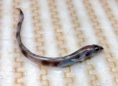Wolf Eelpout thumbnail 1