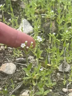 Short-stalked Chickweed thumbnail 2