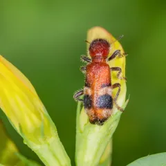 Reddish Checkered Beetle thumbnail 2