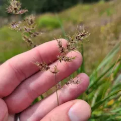 Bulbous Bluegrass thumbnail 4