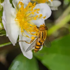 Common Bog Fly thumbnail 3
