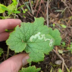 Phytomyza tiarellae thumbnail 3