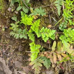 American parsley fern thumbnail 4