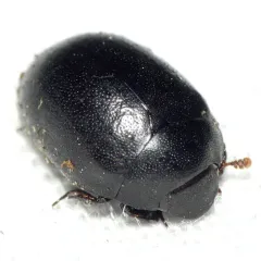 Slime flux beetle thumbnail 4