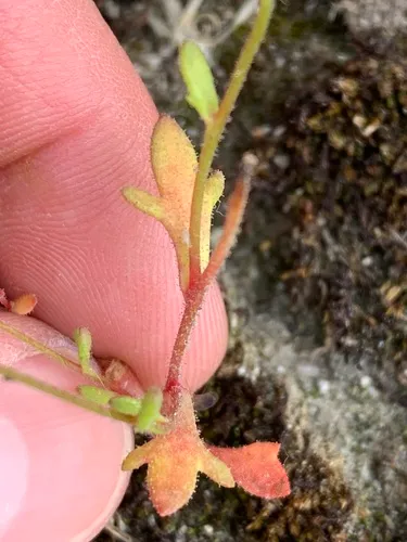 Rue-leaved Saxifrage