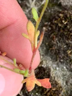 Rue-leaved Saxifrage thumbnail 1