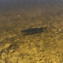 Muskellunge thumbnail 2