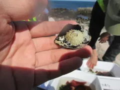 rough barnacle thumbnail 4