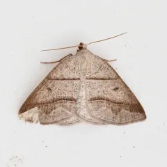 Northern Petrophora Moth thumbnail 4