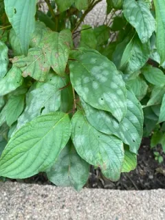 Erysiphe tortilis thumbnail 4