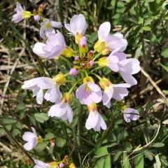 Cuckooflower thumbnail 4