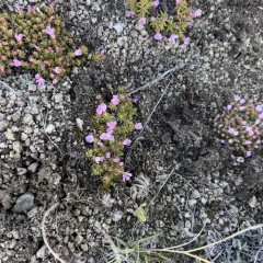 Mountain Douglasia thumbnail 3