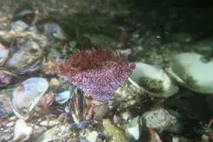 Bispira pacifica thumbnail 4