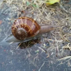 Garden Snail thumbnail 1