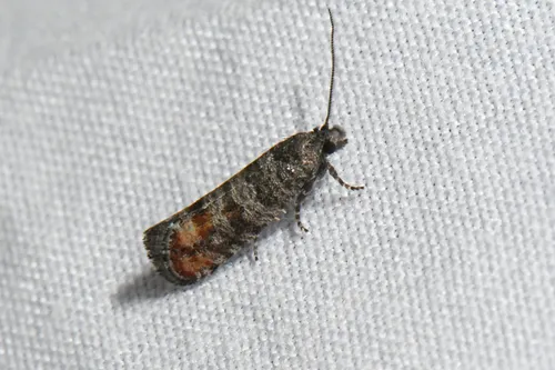 Jack Pine Shoot Borer