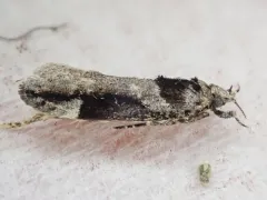 Pseudochelaria walsinghami thumbnail 1