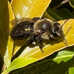 Neighborly Mining Bee thumbnail 3