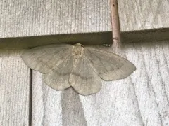 Yellow-headed Looper Moth thumbnail 2